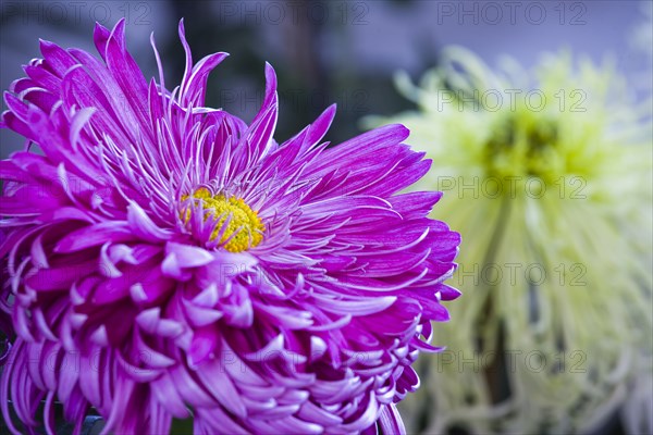 Chrysanthemum