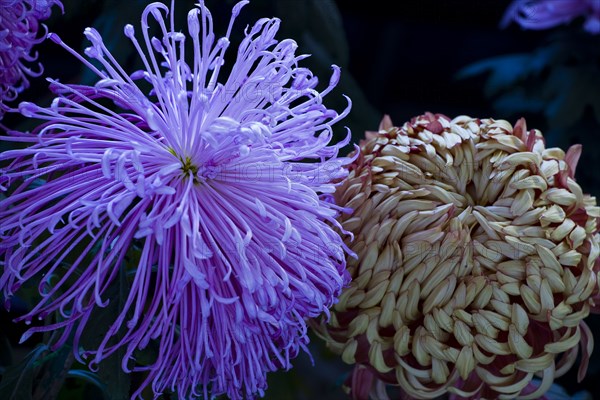 Chrysanthemum