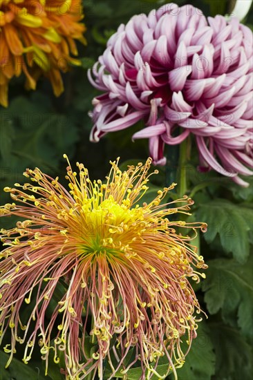 Chrysanthemum