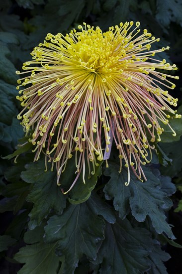 Chrysanthemum