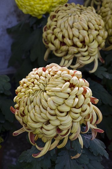 Chrysanthemum