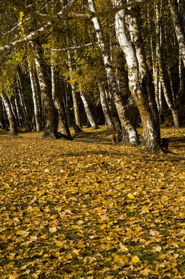 Xinjiang Province, Aletai,