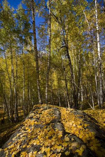 Xinjiang Province, Aletai,