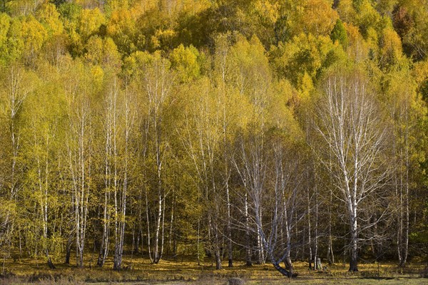 Xinjiang Province, Aletai,