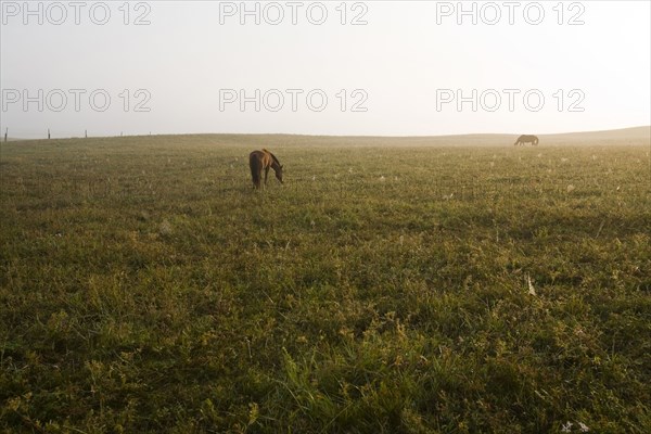 Bashang grassland in Inner Mongolia