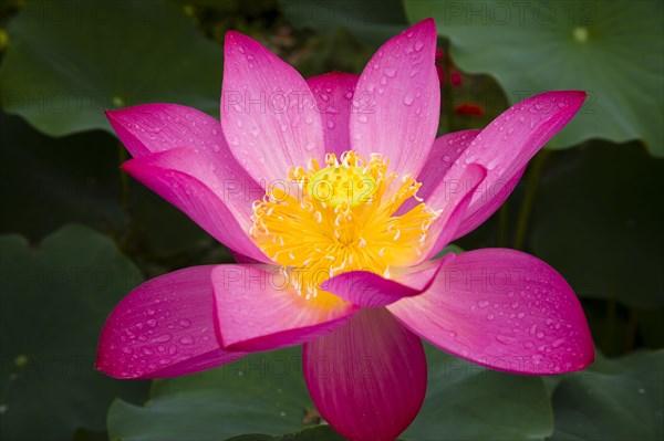 Lotus