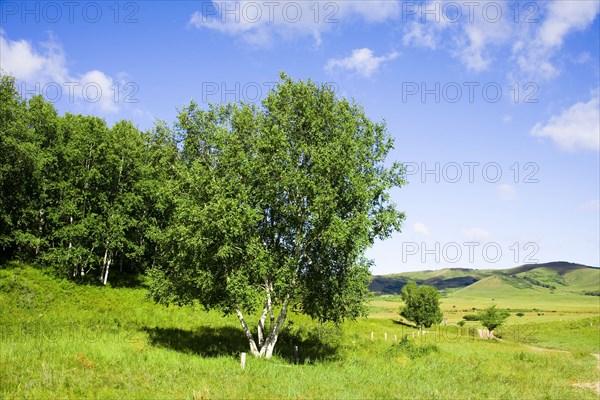 Bashang grassland in Inner Mongolia