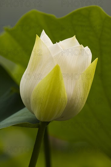 Lotus