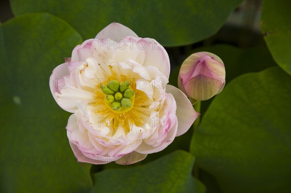 Lotus
