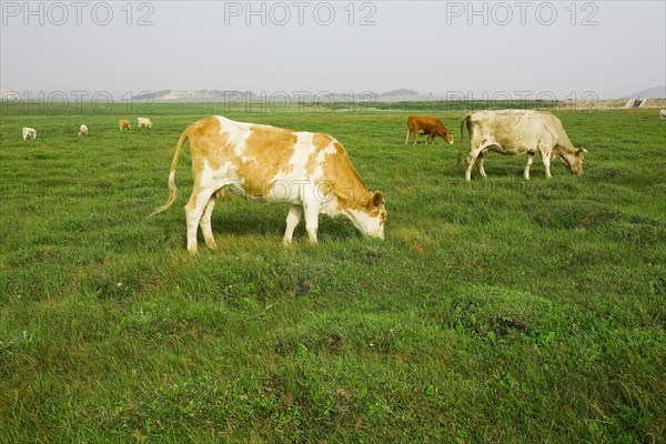 Bashang grassland in Inner Mongolia