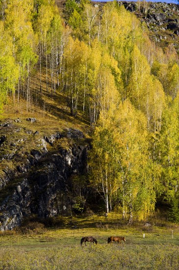 Xinjiang Province,Aletai,