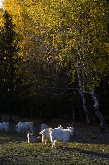 Xinjiang Province,Aletai,