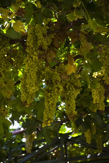 Xinjiang's Turpan Grape