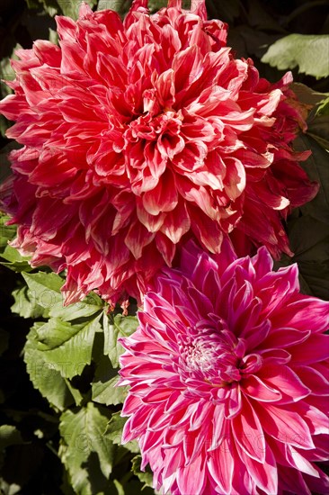 Beijing,Zhongshan Park,Chrysanthemum,