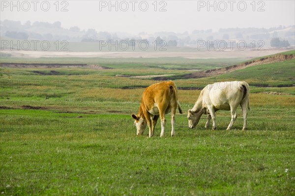 Bashang grassland in Inner Mongolia
