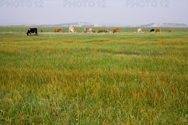 Bashang grassland in Inner Mongolia