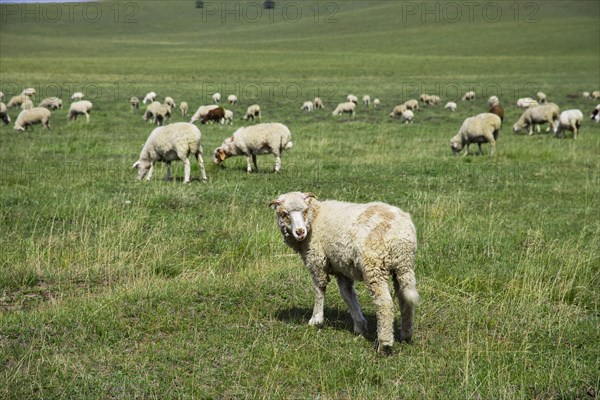 Bashang grassland in Inner Mongolia