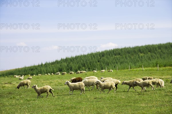 Bashang grassland in Inner Mongolia