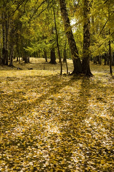 Altay Xinjiang, Kanas,