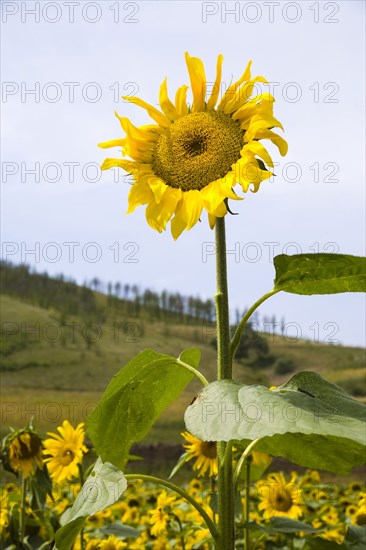 Bashang grassland in Inner Mongolia