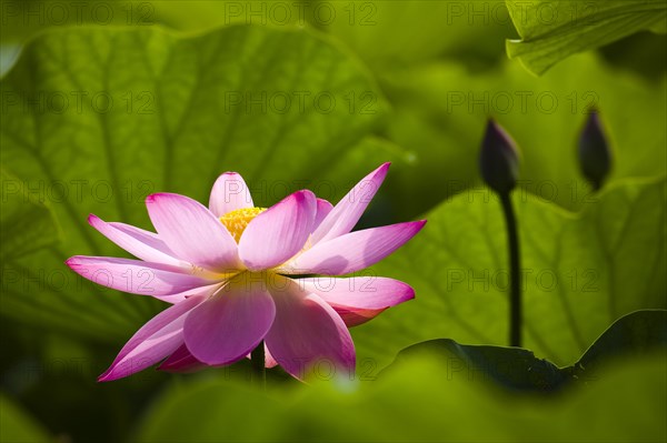 Lotus