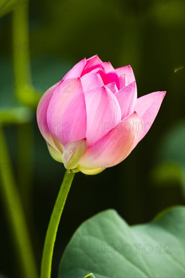 Lotus