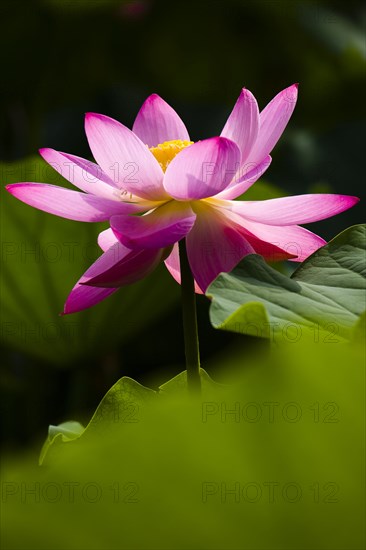 Lotus