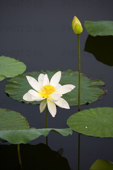 Lotus