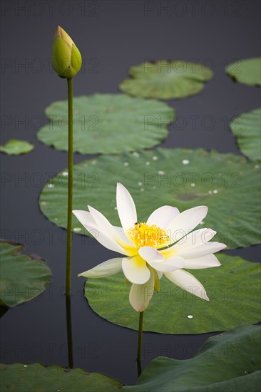 Lotus