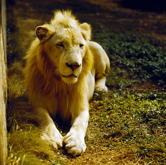 Lion