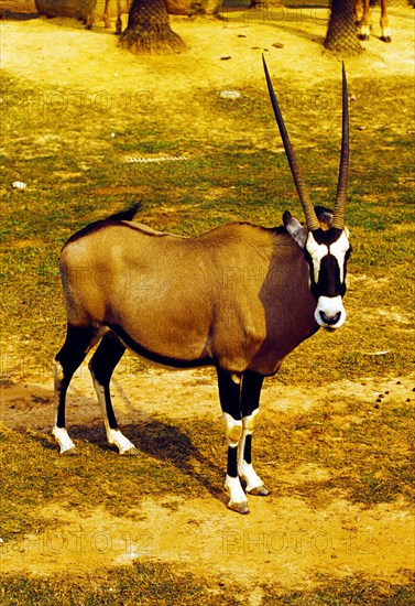 Antelope