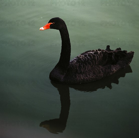 Black Swan