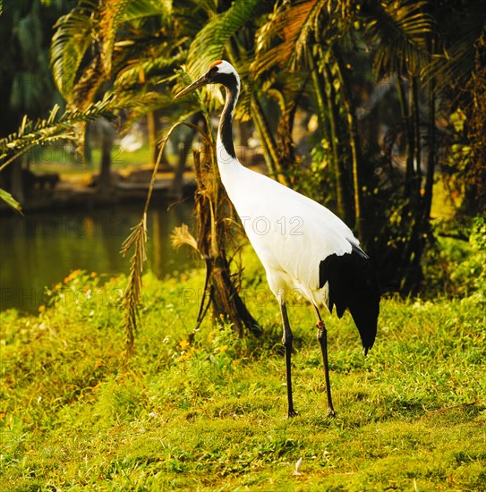 Red-crowned Crane