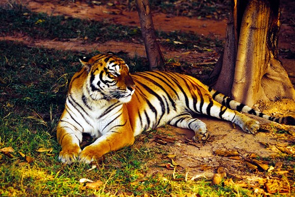 Tiger