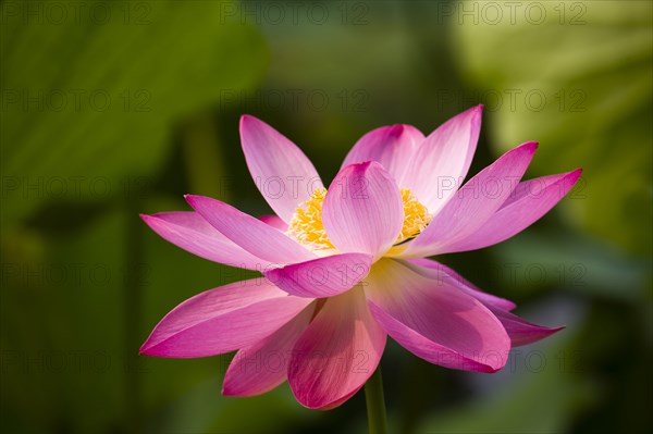 Lotus