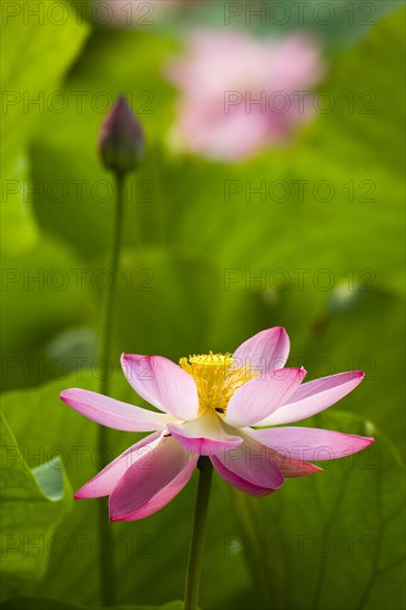 Lotus