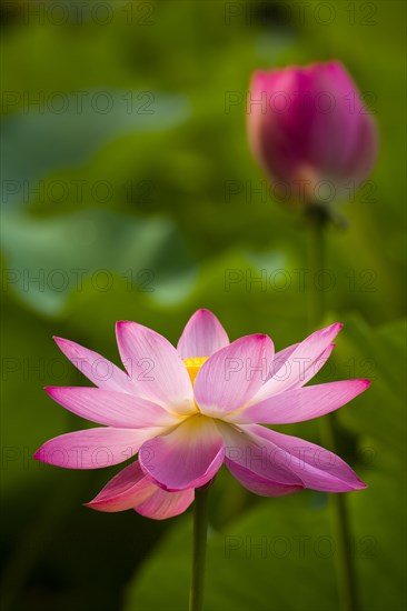 Lotus