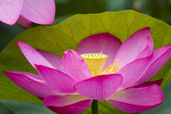 Lotus