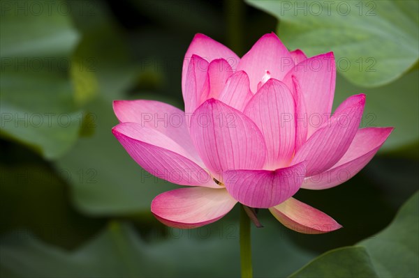 Lotus