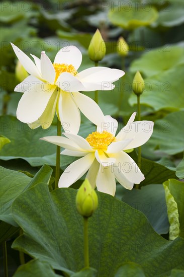 Lotus