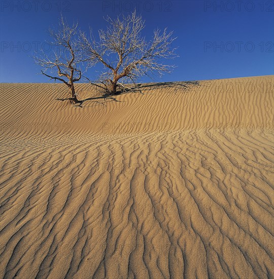 Xinjiang