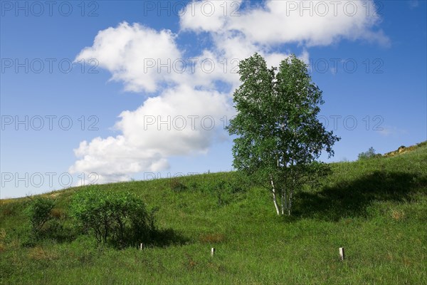 Bashang grassland in Inner Mongolia