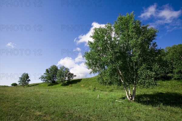 Bashang grassland in Inner Mongolia