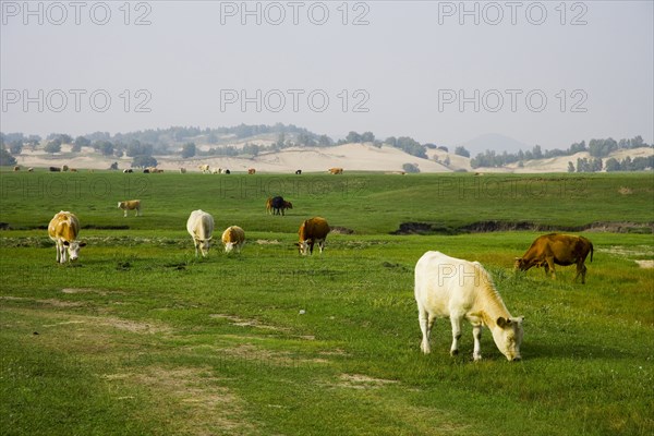 Bashang grassland in Inner Mongolia