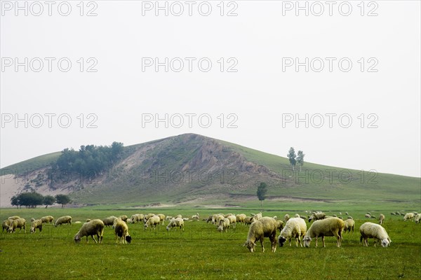 Bashang grassland in Inner Mongolia