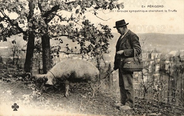 LES TRUFFES DU PERIGORD