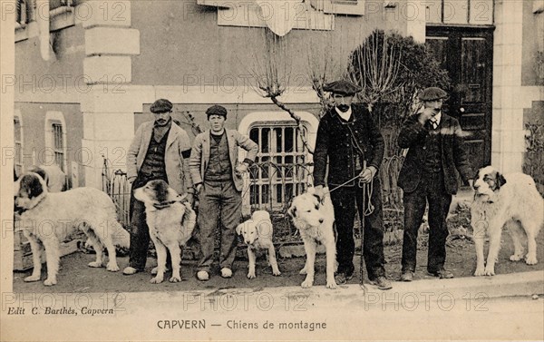 ANIMAUX-CHIENS