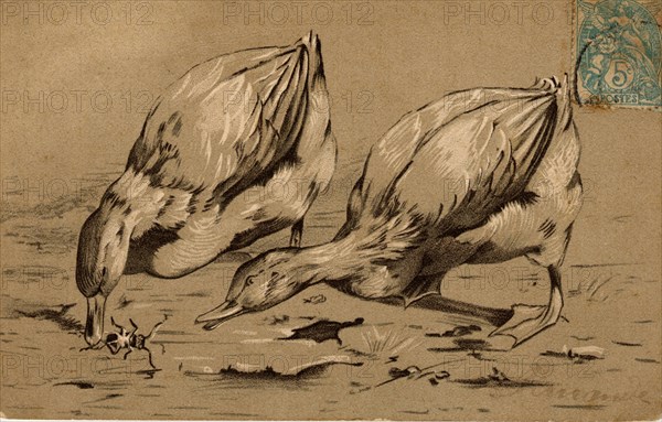 ANIMAUX-CANARDS