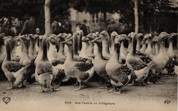 Flock of birds