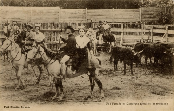 Livestock branding in Camargue ('ferrade')